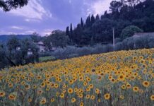 Campo di girasoli