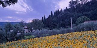 Campo di girasoli