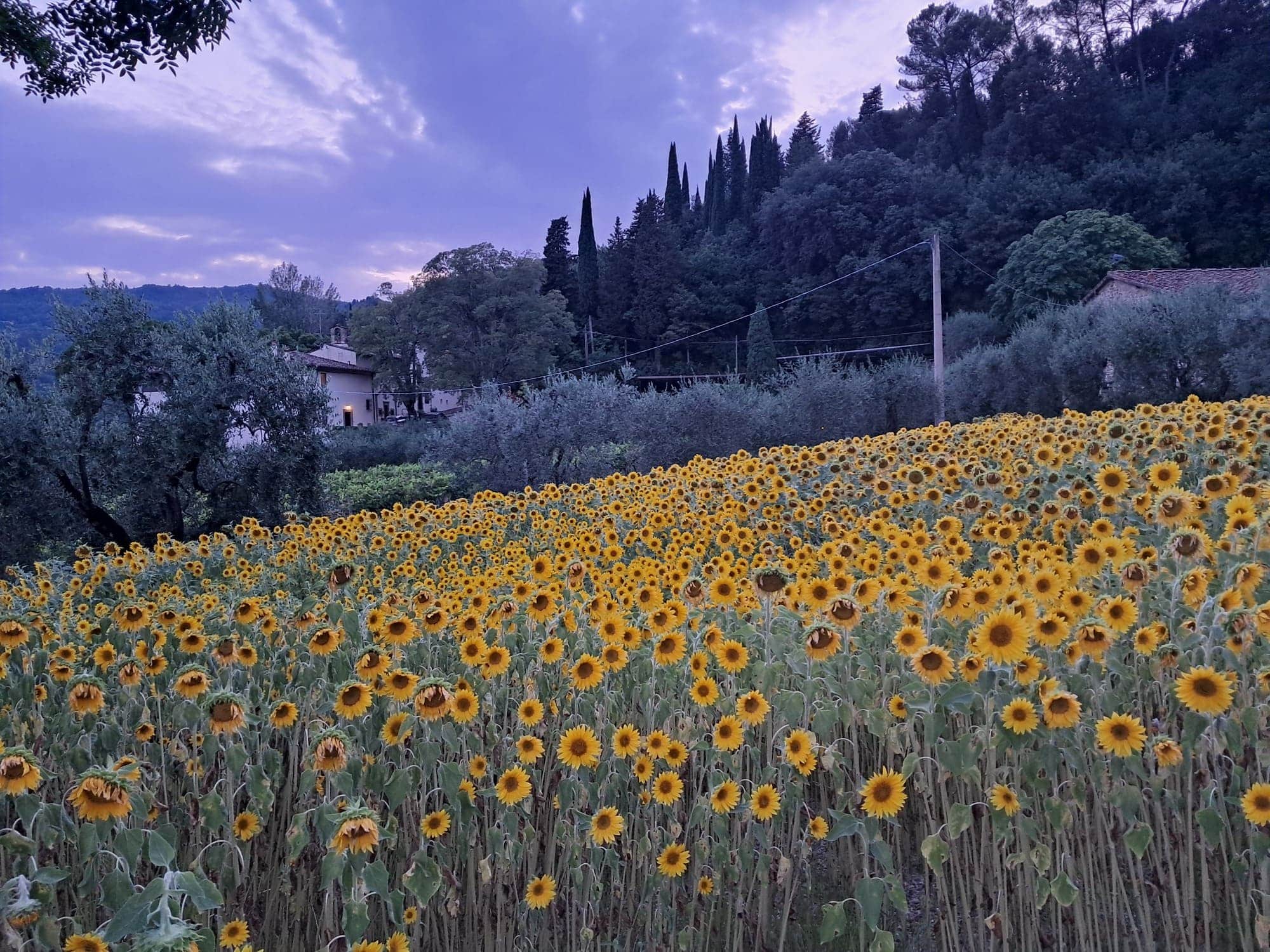 Campo di girasoli